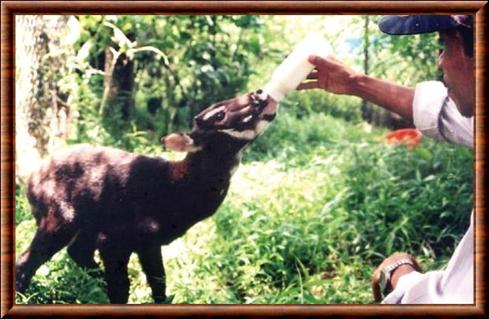 Saola juvenile