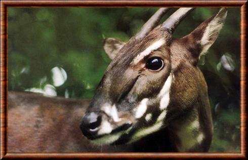 Saola portrait