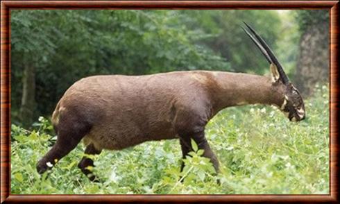 Saola (Pseudoryx nghetinhensis)