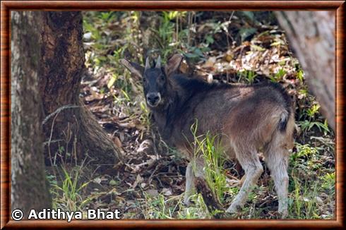 Saro de l'Himalaya (Capricornis thar)