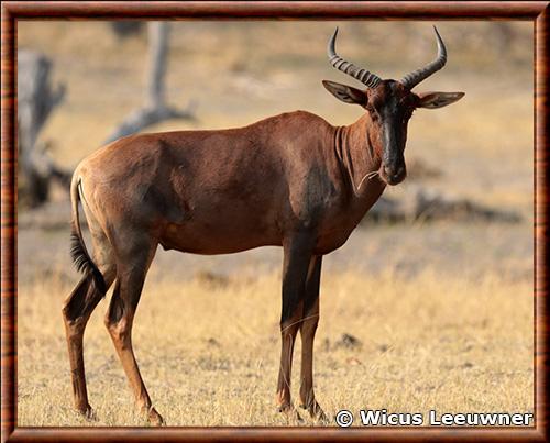 Sassabi (Damaliscus lunatus)