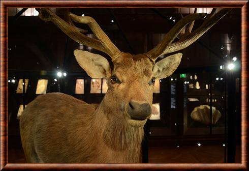 Schomburgk's deer (Rucervus schomburgki)