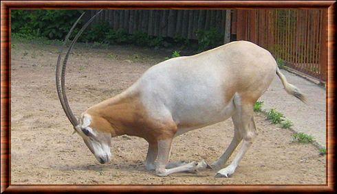 Scimitar-horned Oryx