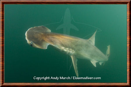 Scoophead shark