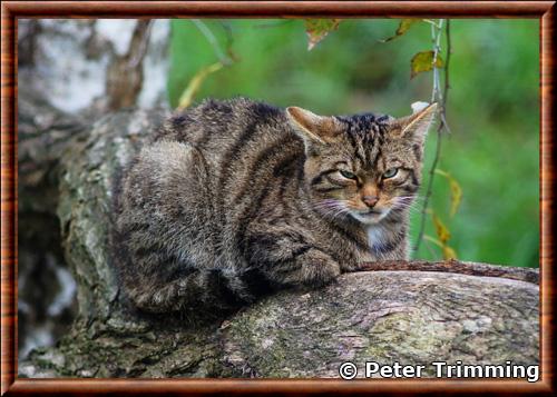 Scottish wildcat (Felis silvestris grampia)
