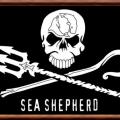 Seashepherd