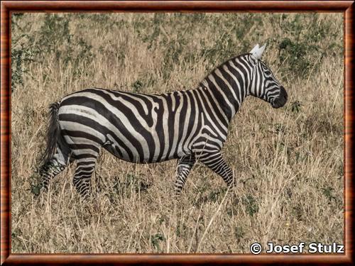 Selous zebra Equus quagga borensis