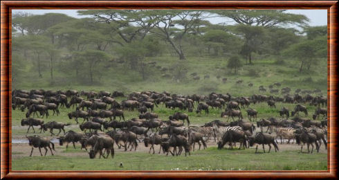 Grande migration au Serengeti