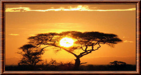 Serengeti paysage