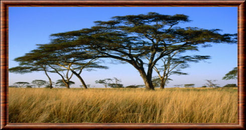 Savane du Serengeti