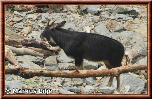 Serow de l'Himalaya