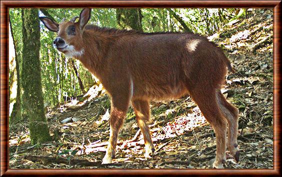 Serow rouge de Birmanie