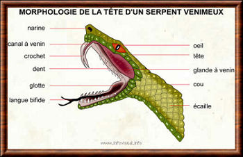 Serpent 04