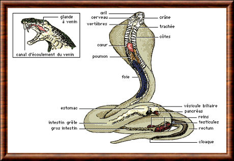 Serpent 05