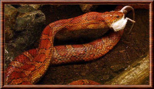 Serpent 07