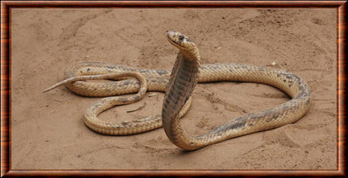 Serpent 08