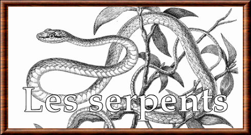 Serpentes