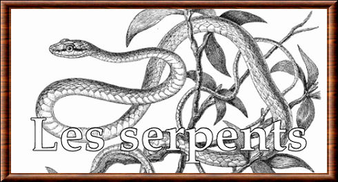 Serpents