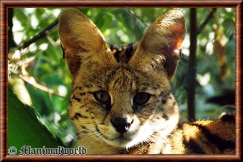 Serval gros plan