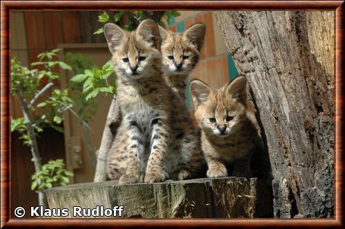 Serval juvenile zoo Berlin