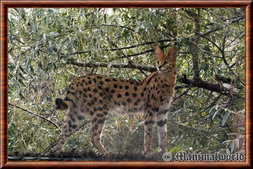 Serval (Leptailurus serval)