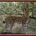 Serval leptailurus serval