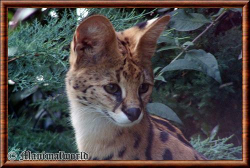 Serval portrait