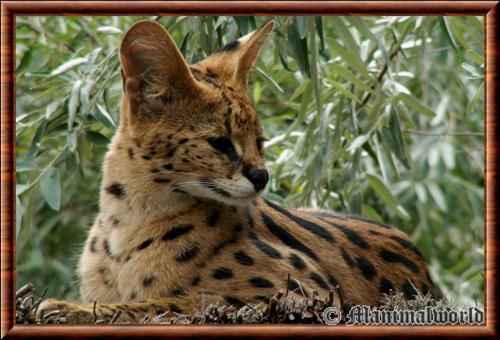 Serval zoo Amneville