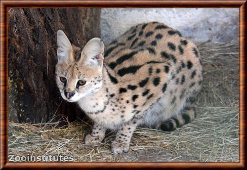 Serval zoo Sofia