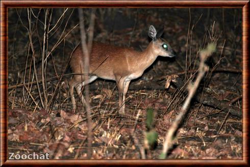 Sharpe's Grysbok Raphicerus sharpei