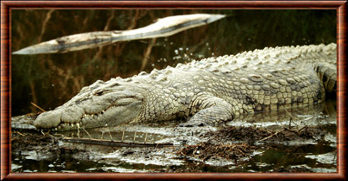 Siamese crocodile