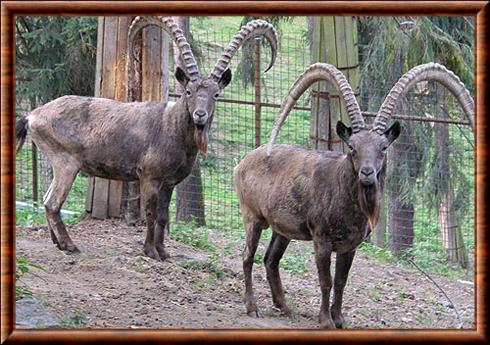 Siberian ibex