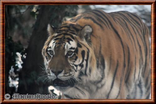 Siberian tiger (Panthera tigris altaica)