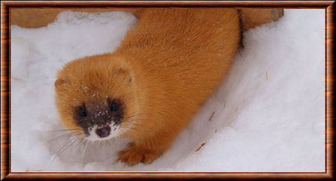 Siberian weasel