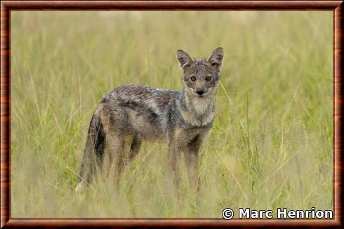 Side-striped jackal (Canis adustus)