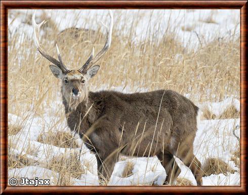 Sika deer (Cervus nippon)