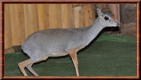 Silver dik-dik