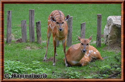 Sitatunga femelle au zoo de Mulhouse Sitatunga femelle zoo de Mulhouse