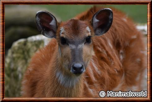 Sitatunga femelle.jpg