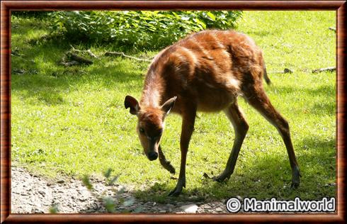 Sitatunga juvenile.jpg