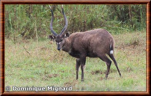 Sitatunga male.jpg