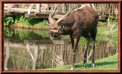 Sitatunga (Tragelaphus spekii)