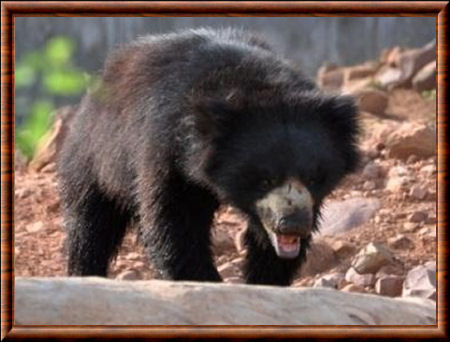 Sloth bear