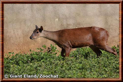 Small red brocket (Mazama bororo)