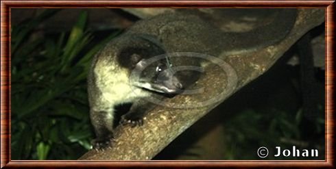 Small-toothed palm civet