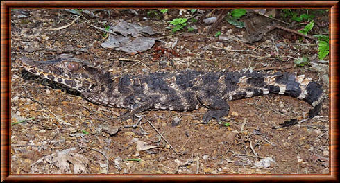 Smooth-fronted Caiman