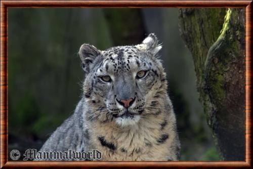 Snow leopard (Panthera uncia)