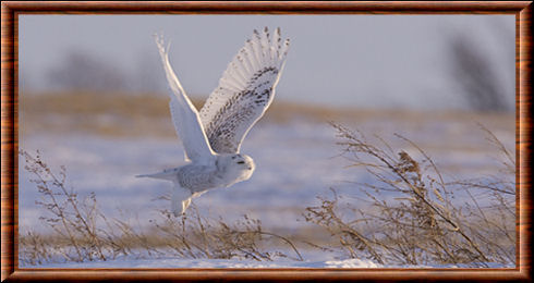 Snowy owl