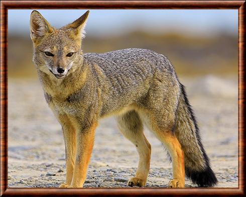 South American gray fox