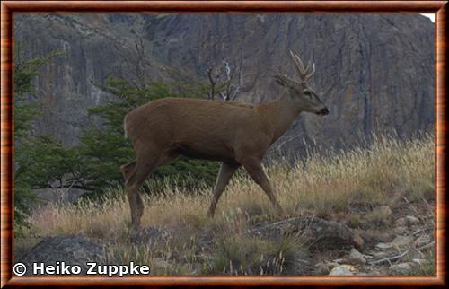 South Andean deer (Hippocamelus bisulcus)